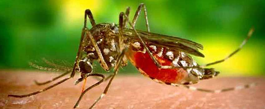Researchers Develop New Malaria Drug That Kills Malaria Parasites in 48 Hours