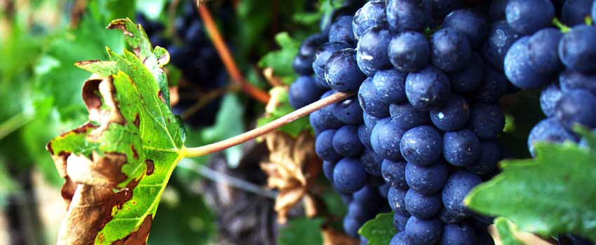 The Best Foods to Eat for You and Your Teeth