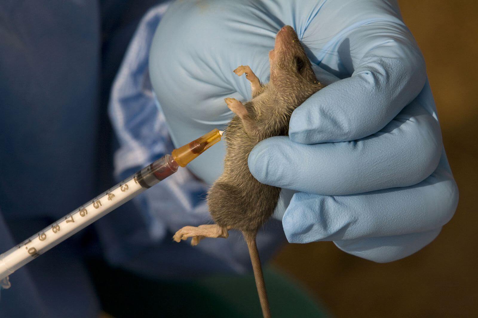 Lassa Fever Symptoms, Prevention And Treatment By WHO