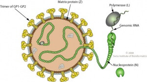 Lassa Fever Symptoms, Prevention And Treatment By WHO