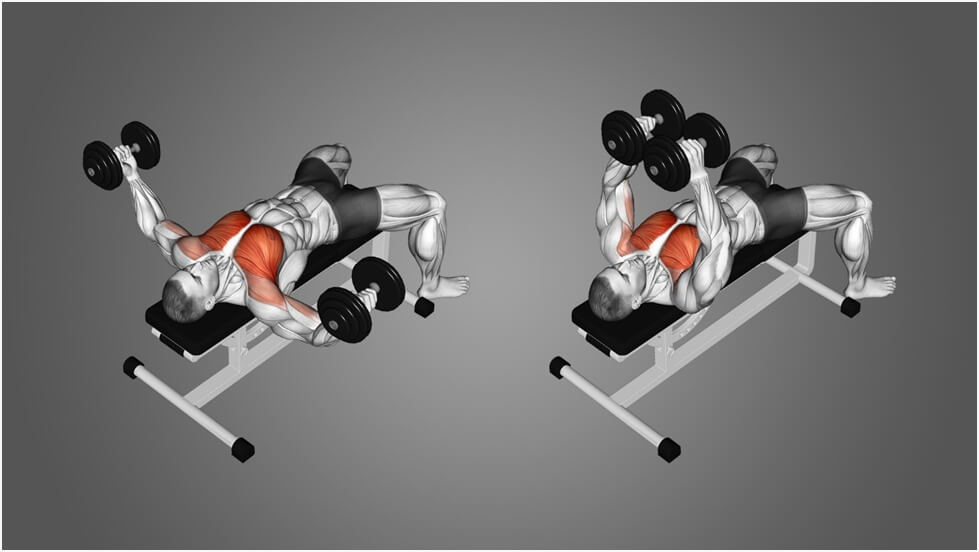 Barbell & Dumbbell Chest Fly